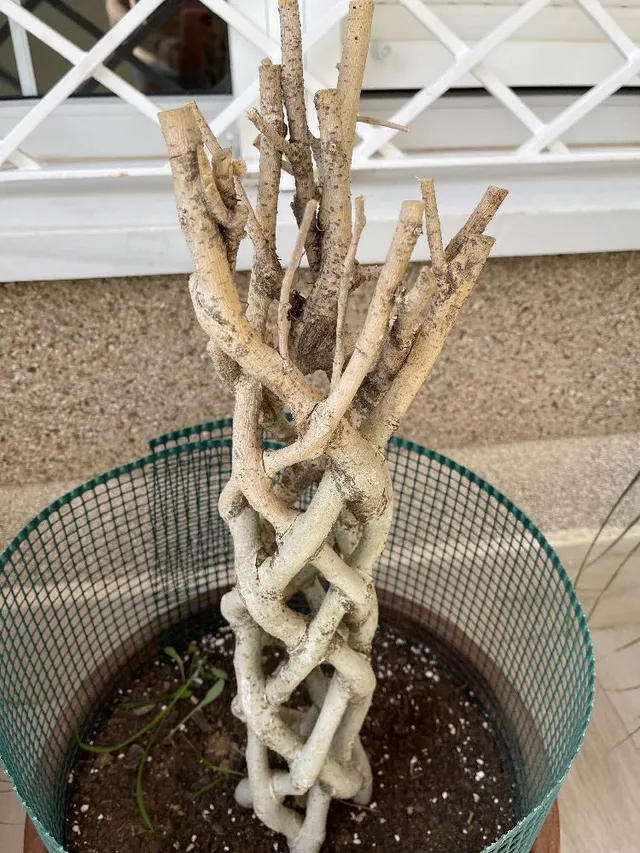 Ficus Benjamín tronco trenzado.