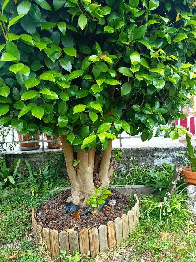 Decoración del jardín con listones de madera