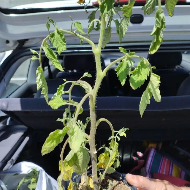 Tomateras con falta de agua