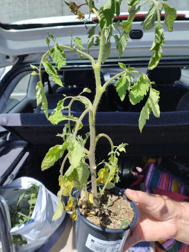 Tomateras con falta de agua