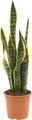 Planta verde sansevieria trifasciata 'laurentii' en maceta de 17 cm