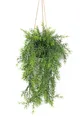 Planta artificial colgante esparraguera de 52 cm de altura en maceta de 13 cm
