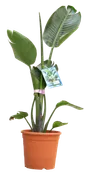 Strelitzia augusta 125-150 cm en maceta de 29 cm