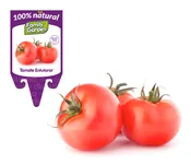 Plantón en maceta tomate