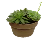 Planta suculenta sempervivum en maceta de 23 cm