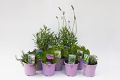 Pack 12 plantas variadas. disfruta tu cocina.