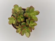 Cactus crassula ovata en maceta de 10.5 cm