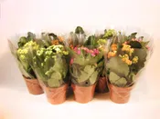 Planta con flores kalanchoe 10 uds en maceta de 12 cm