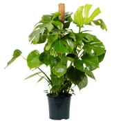 Planta verde monstera deliciosa 110-120 cm en maceta de 24 cm