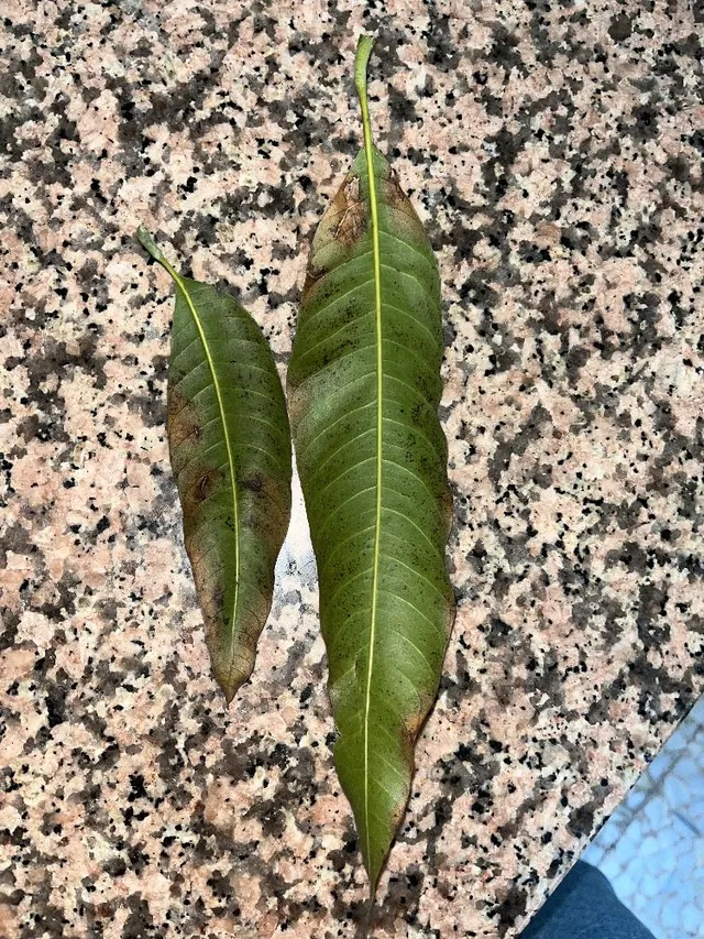 Árbol de mango - 2