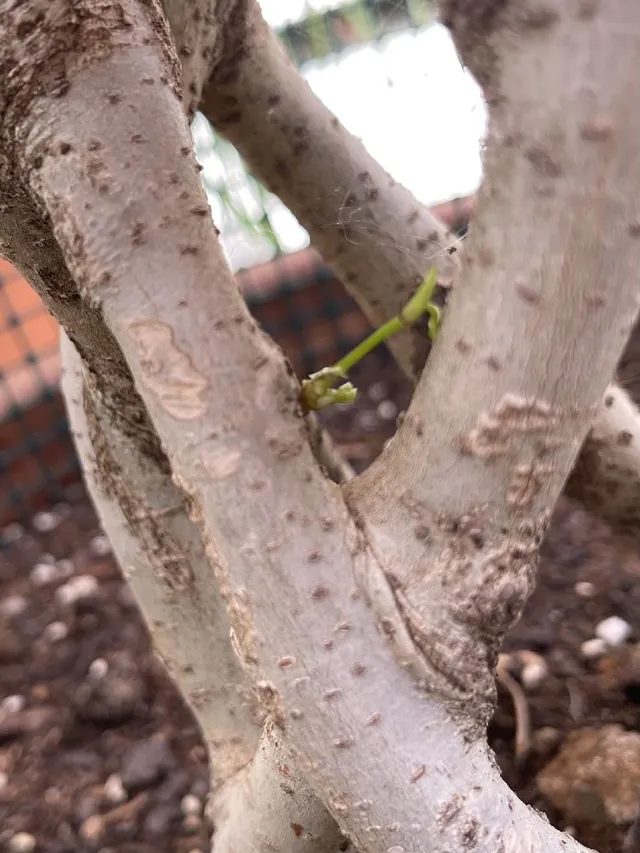Ficus Benjamín tronco trenzado. - 3