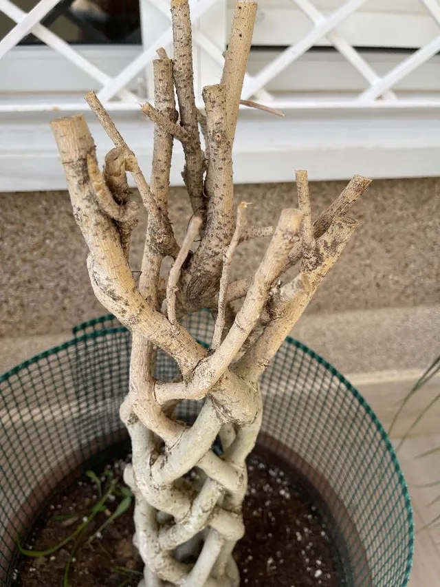 Ficus Benjamín tronco trenzado. - 2