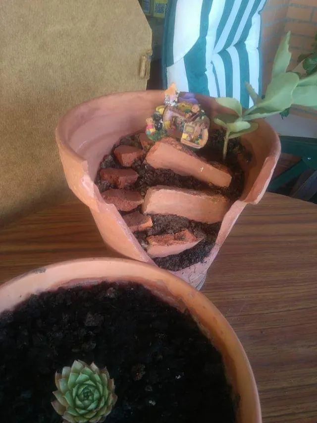 Minijardín de cactus
