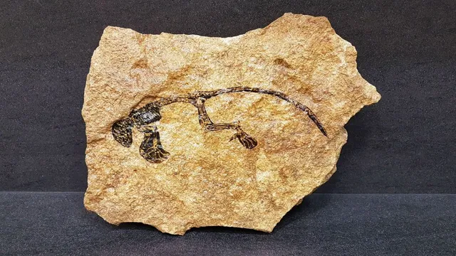 Fósil en una piedra con transfer