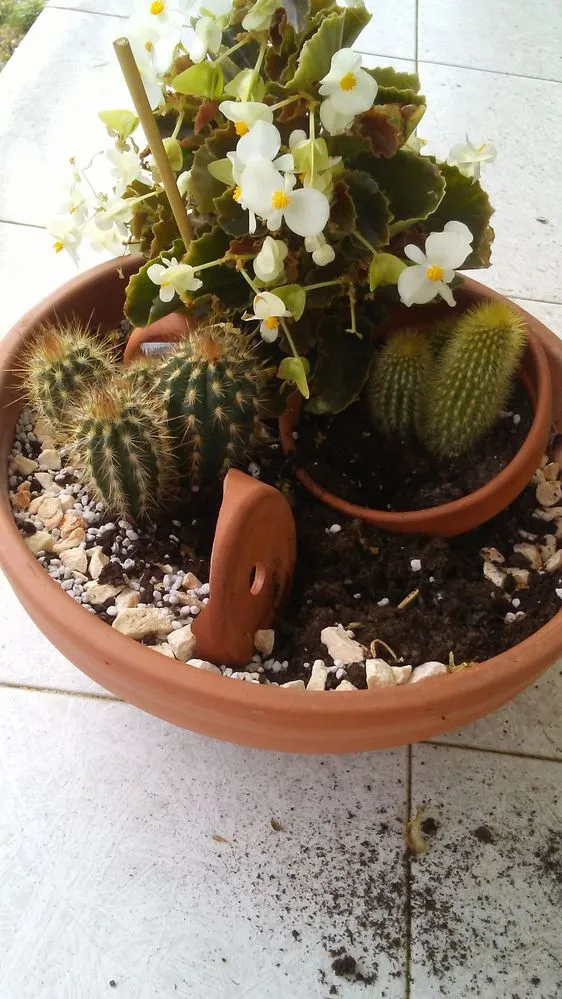 Convivencia entre cactus y flores
