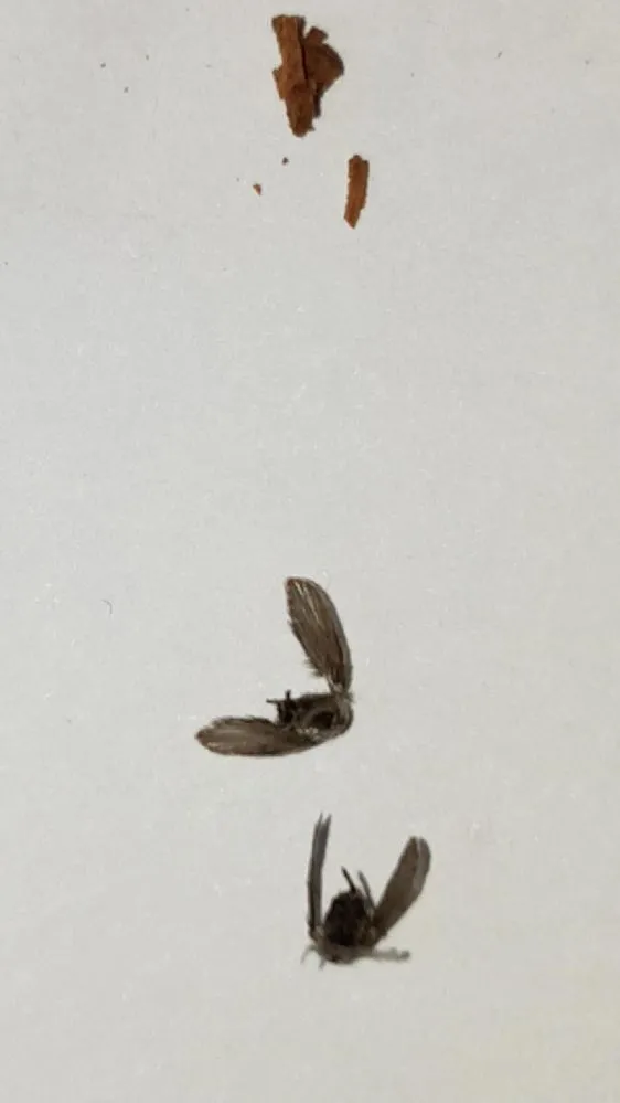 Mosquito 1.jpg