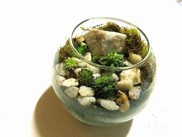 Mini terrario suculentas en cristal