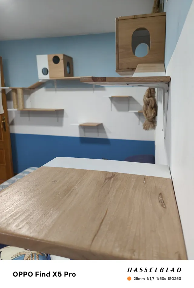 Cambio color mundo gato 😺