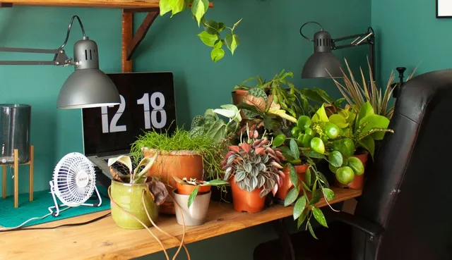 Plantas 50.jpg Plantas 50.jpg