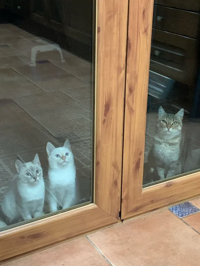 Construyendo amor: un refugio para mis visitantes felinos del jardín 🏡🐱❤️