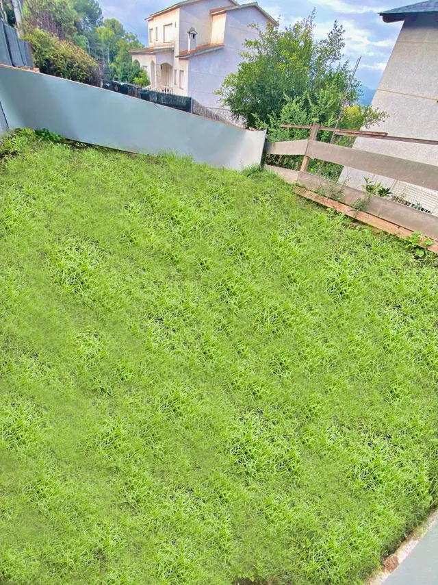 Cómo dar vida al jardín con perros