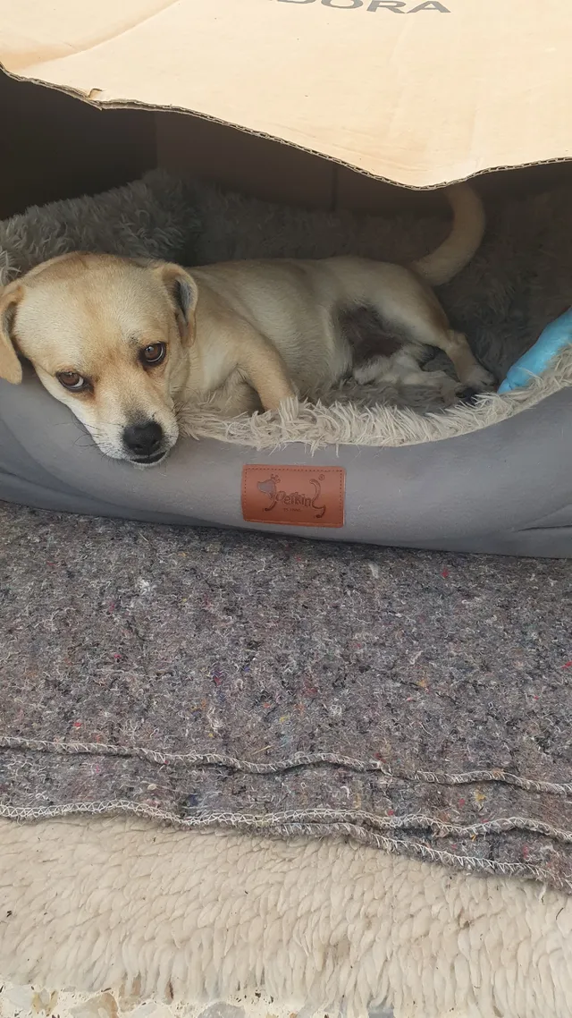 Caseta de madera de palets reciclados para perrito