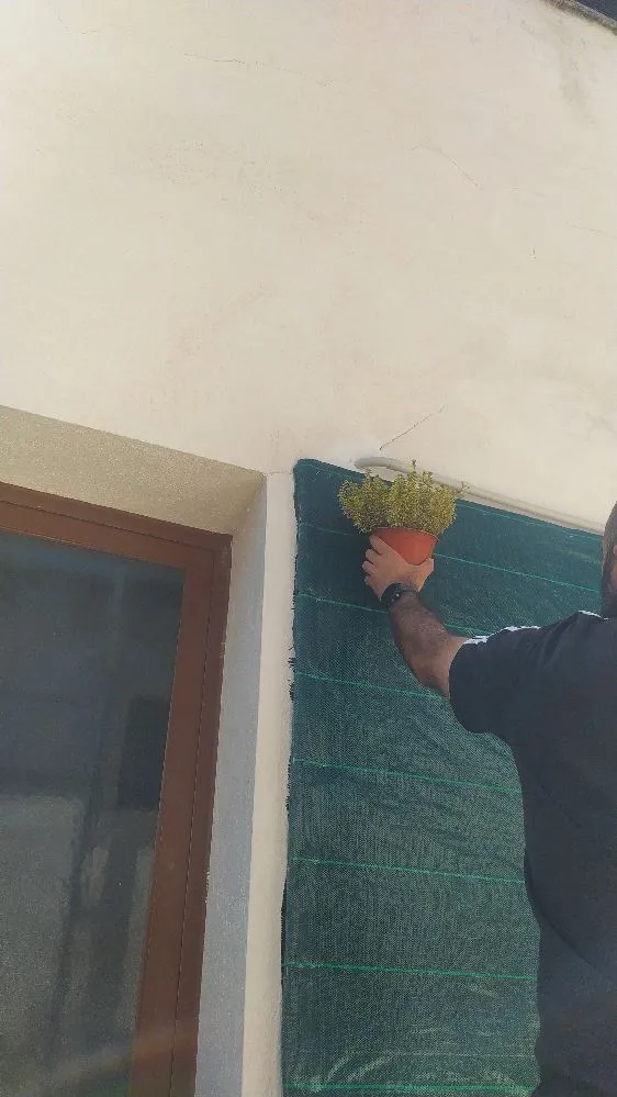 
(https://img.tokywoky.com/message-images/924f455b-e21c-484c-8b80-a0b7a2bca2f9.jpg)
Por encima de la malla antihierbas verde colocariamos la manta de "mudanza/pintura". Tanto la malla antihierbas como la manta serán grapadas a las placas de policarbonato.
Una vez colocada una capa de malla antihierba verde, manta y otra capa de malla como capa final, comenzariamos a la colocacion de las plantas. Necesitaremos un cutter para rajar justo la parte donde ira colocada la planta. No hay que dejar muy tensa la malla , pero tampoco muy olgera pues luego sera la que sujete la planta (aunque reforzaremos con mas grapas).![