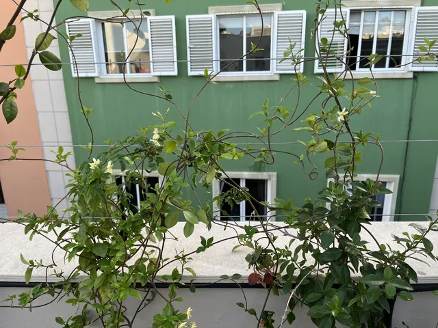 Riego por goteo en terraza