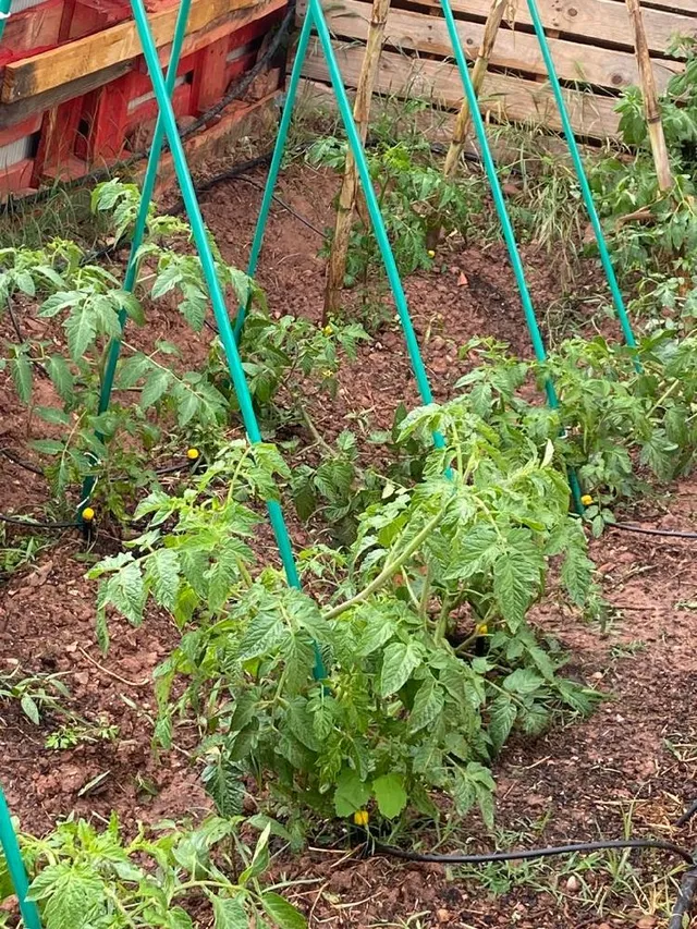 Cómo crear un huerto en un terreno desnivelado