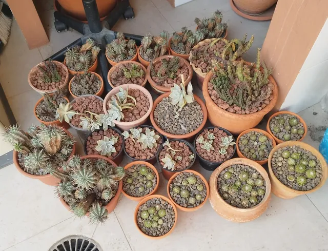 Replantado de cactus