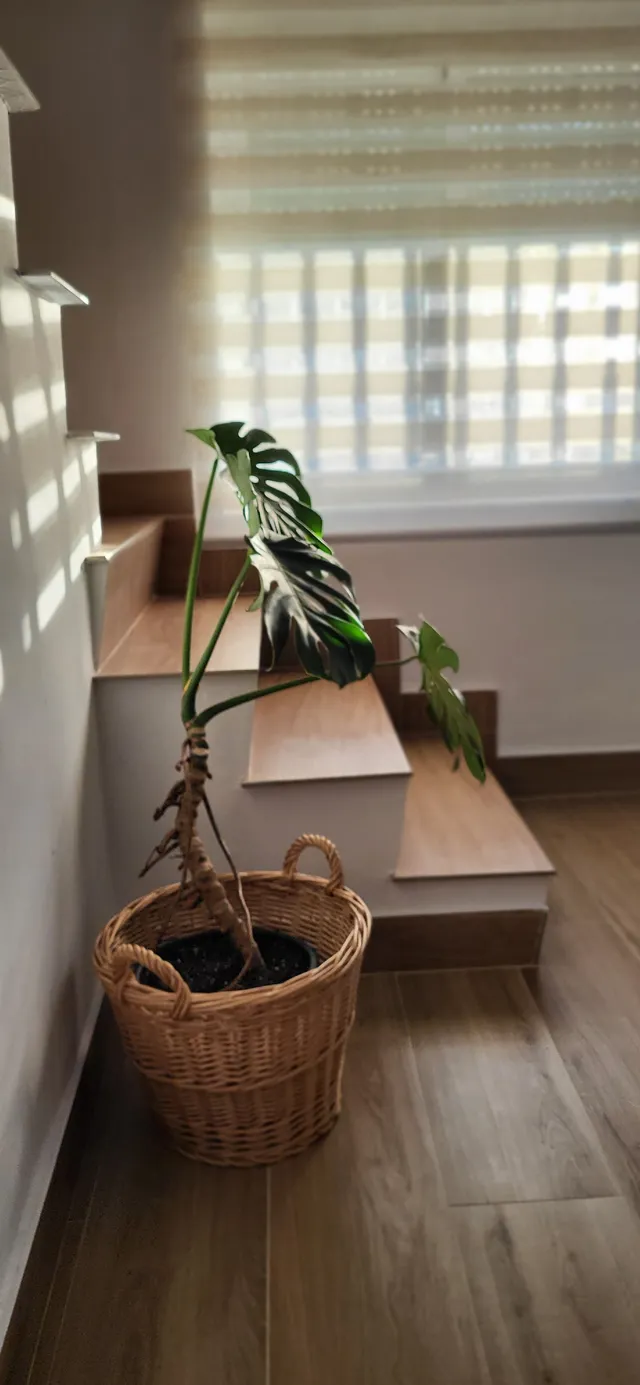 La escalera de la paz