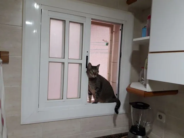 Crea una ventana de seguridad para gatos
