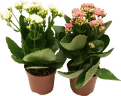 Planta con flores kalanchoe en maceta de 12 cm