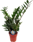 Planta verde zamioculca zamiifolia en maceta de 17 cm